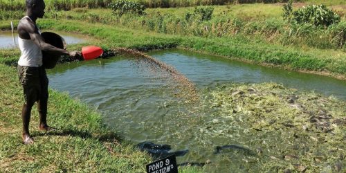 zeolite in fish pond